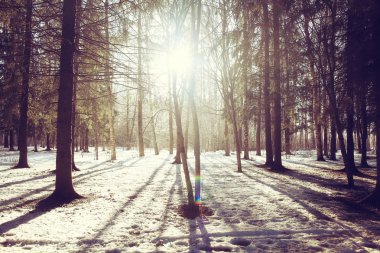 bahar güneş orman manzara