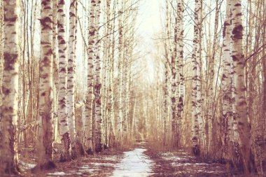 Bahar orman manzarası