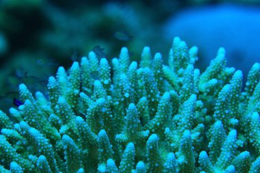 dalları mercan sualtı