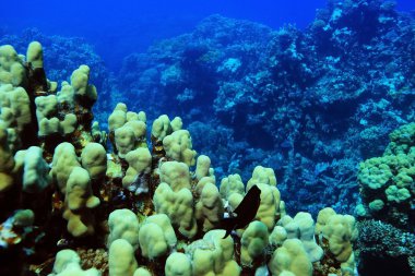 mercan sıcak denizin içinde
