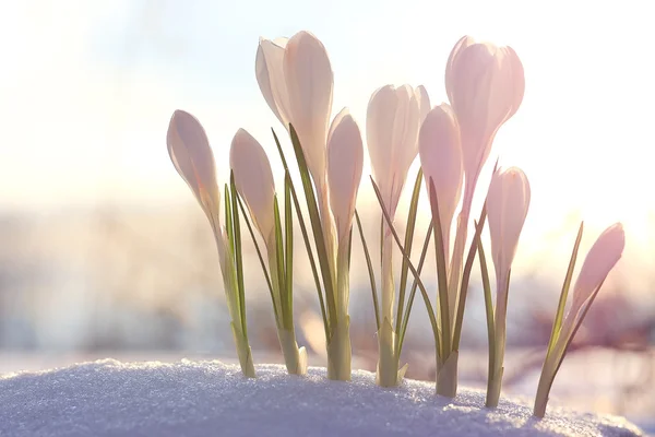 Vår bukett blommor — Stockfoto