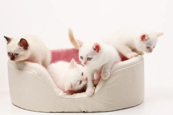 Gatitos británicos blancos — Foto de Stock