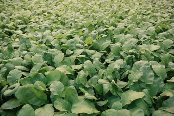 fide ile tarım sera