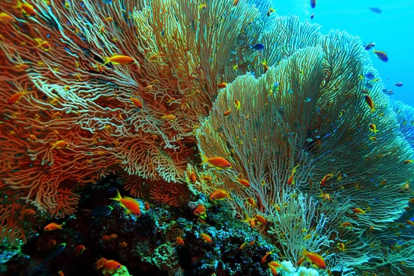 Coral reef in the warm sea — Stock Photo, Image