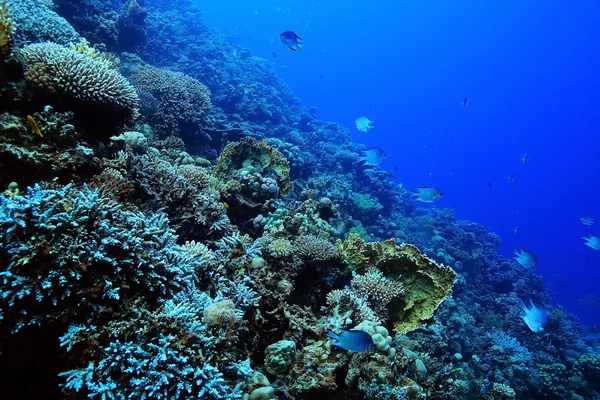Тропічний морський під водою — стокове фото