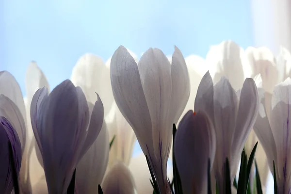 Våren vita blommor — Stockfoto