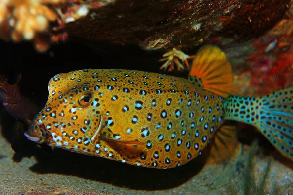 Boxfish foto submarina —  Fotos de Stock