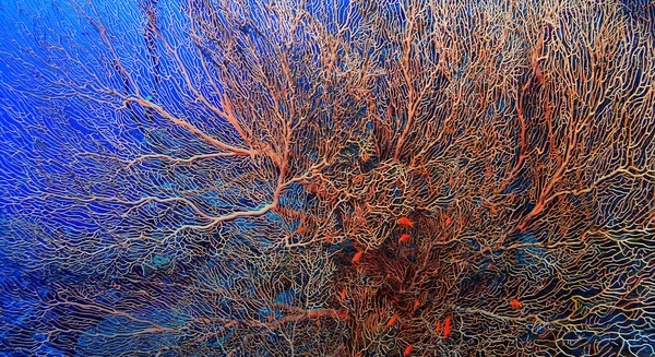 Korálový útes pod vodou — Stock fotografie