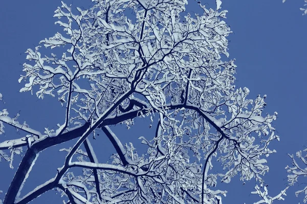 Fondo noche invierno —  Fotos de Stock