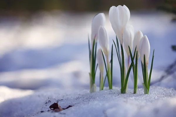 Delicate white flowers — Stock Photo, Image