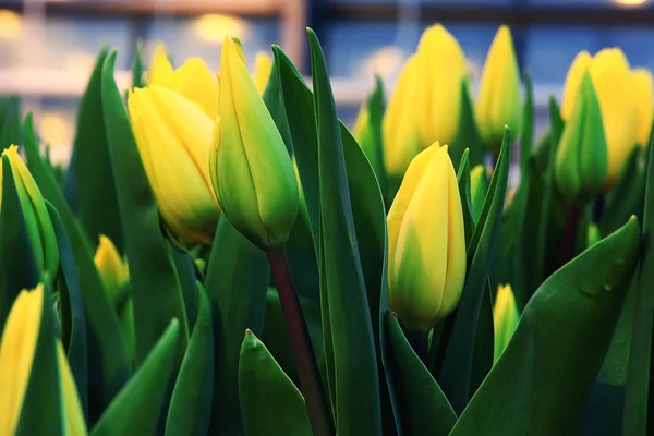 Vackra tulpaner blommor — Stockfoto