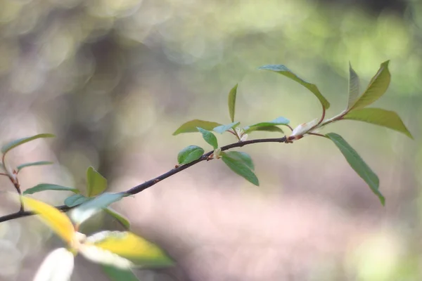 Fondo borroso de primavera — Foto de Stock