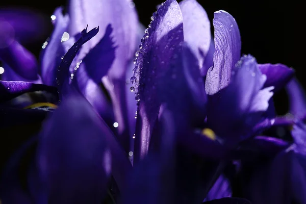 Μοβ ίριδες λουλούδια — Φωτογραφία Αρχείου