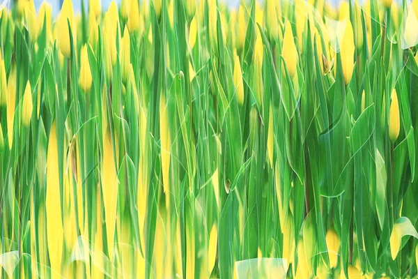Blur friss zöld tavaszi lomb — Stock Fotó
