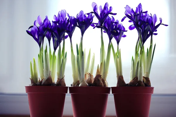 Purple  flowers irises — Stock Photo, Image