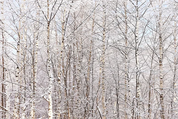Belle forêt en hiver — Photo