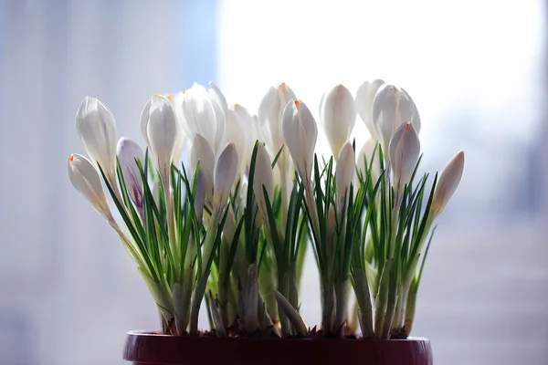 繊細な白い花 — ストック写真