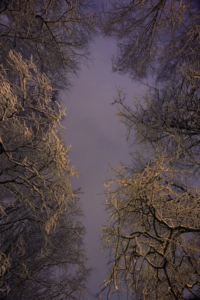 Fondo noche invierno —  Fotos de Stock