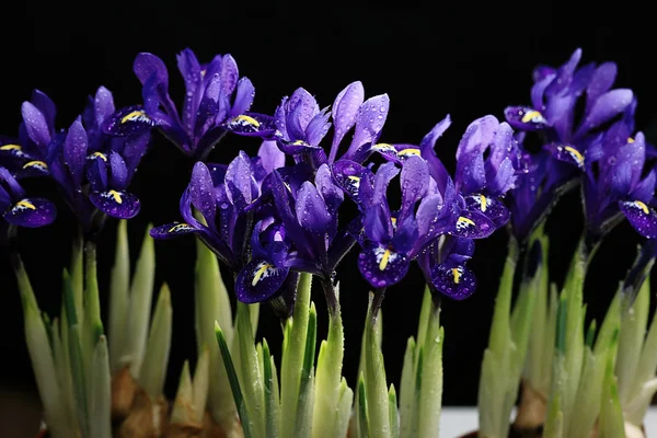 紫色のアイリスの花 — ストック写真