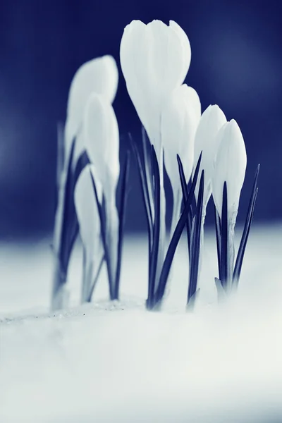 Jemné bílé květy — Stock fotografie