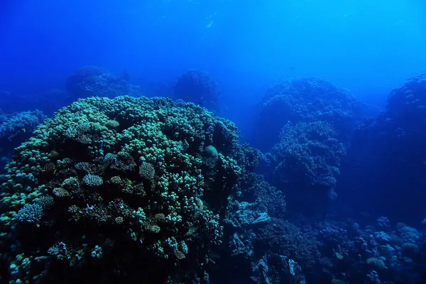 暖かい海のサンゴ礁 — ストック写真