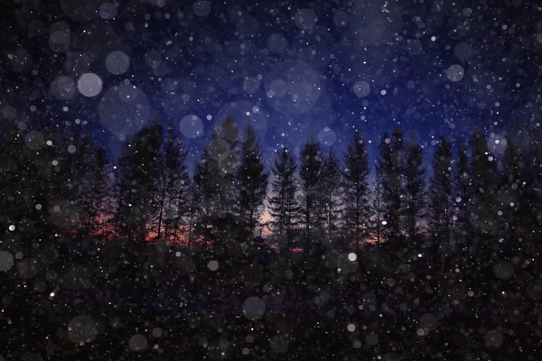 Queda de neve noturna e árvores — Fotografia de Stock