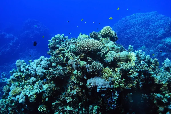Korallenriff im warmen Meer — Stockfoto