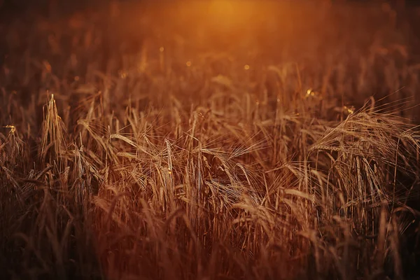 Trigo en el campo de verano — Foto de Stock