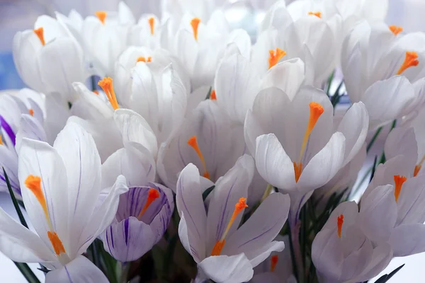 봄 꽃의 꽃다발 — 스톡 사진