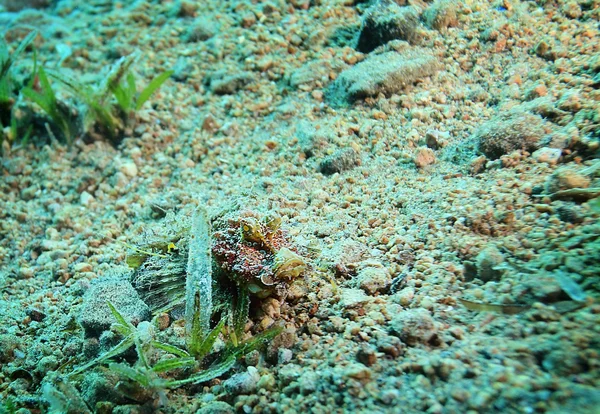 Tropisches Meer unter Wasser — Stockfoto