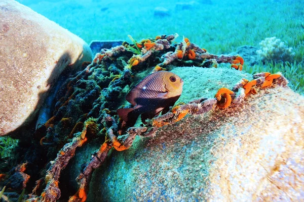 Corais e peixes coloridos — Fotografia de Stock