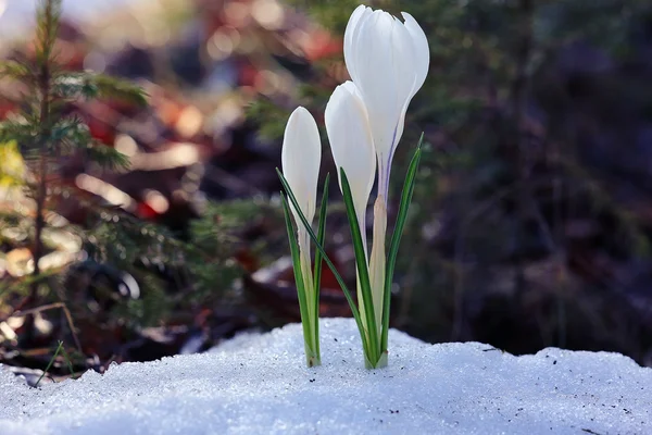 Delicate white flowers — Stock Photo, Image