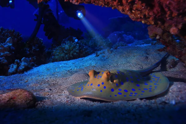 水の下でランプ海 — ストック写真