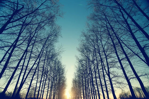 Forest in early spring sunset — Stock Photo, Image