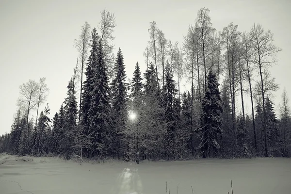 Монохромный зимний пейзаж — стоковое фото