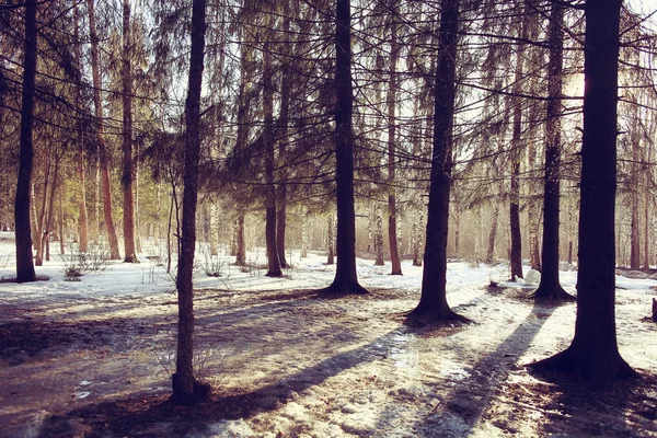 春の太陽の森の風景 — ストック写真