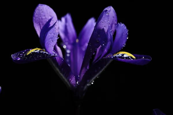 Фіолетова райдужка на фоні — стокове фото