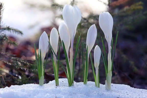 Fina vita blommor — Stockfoto