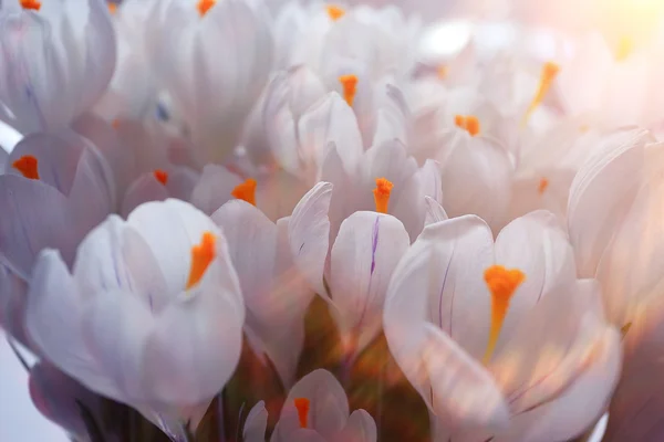 Весняний букет з квітів — стокове фото