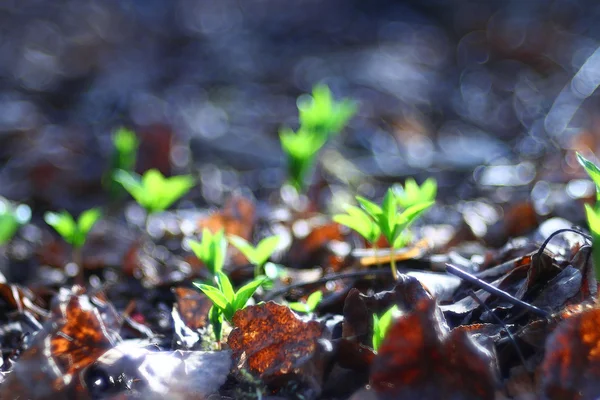 Blurred spring background — Stock Photo, Image