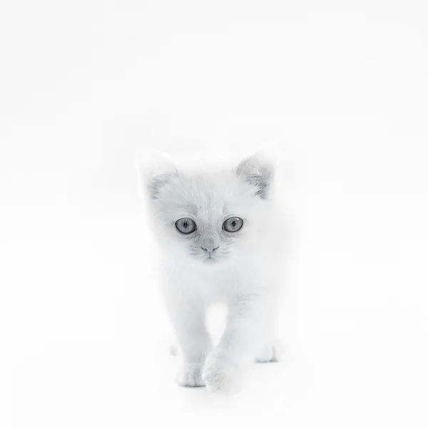 White British kitten — Stock Photo, Image