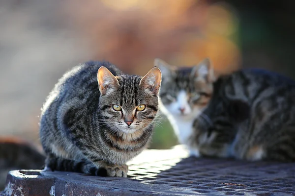 Gato siberiano cinza — Fotografia de Stock