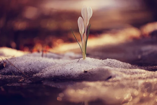 Делікатний білі квіти — стокове фото