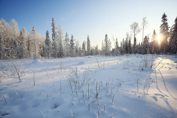 Paysage hivernal monochrome — Photo