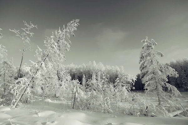 Paisaje de invierno monocromo —  Fotos de Stock