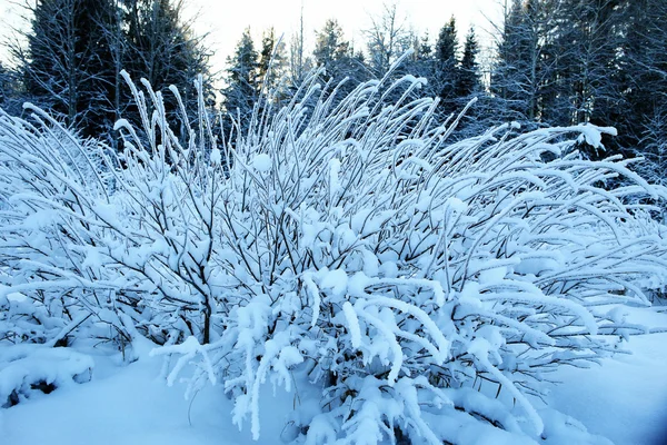 Gras bedekt met witte rime — Stockfoto