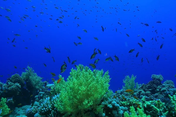Recifes de coral no mar quente — Fotografia de Stock