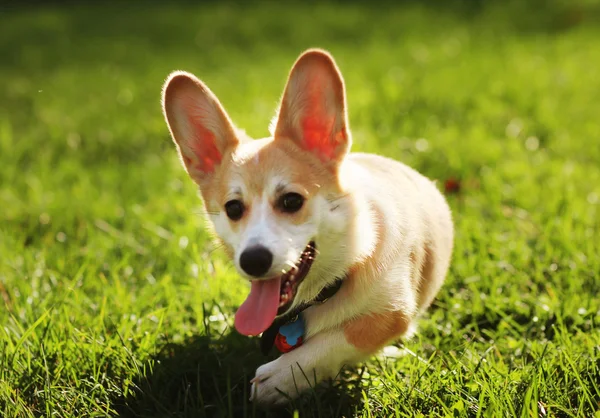 Corgi cão bonito — Fotografia de Stock