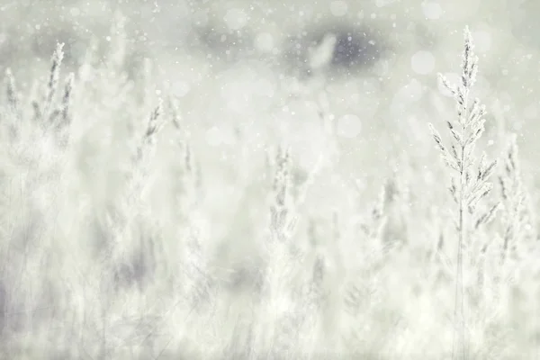 흰색 수 빙으로 덮여 잔디 — 스톡 사진