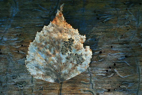 Concetto primavera autunno — Foto Stock